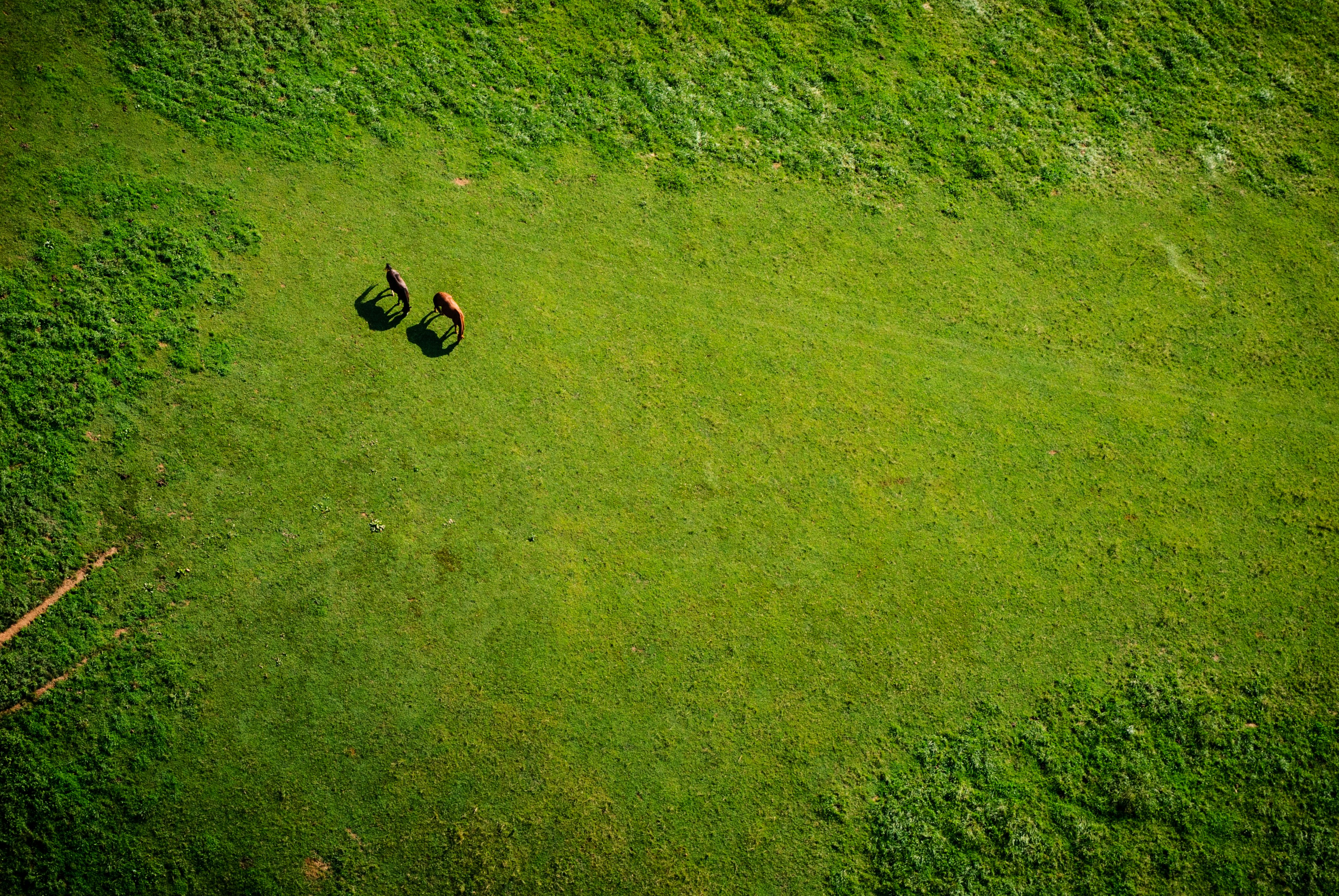 aerial view of grass grass field during daytime